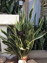 Sansevieria Trifasciata Sansevieria Trifasciata At The Garfield Park Conservatory Chicago