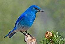 A blue bird with a light underside and black eyes, perched on a pine branch.