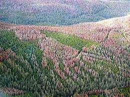 Aerial view of forest with significant reddish-colored trees due to insect damage