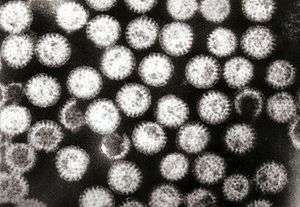 Many rotavirus particles packed together, which all look similar