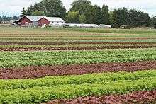 Field of lettuce and other vegetables at Mustard Seed Farms, an organic CSA in Oregon