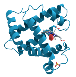 Structural drawing of the myoglobin molecule