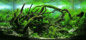 Aquarium with dark pieces of twisted wood bending from the sides of the tank, towards the center. Dense green plants are all around. Just to the left of center is a darkly shadowed region.