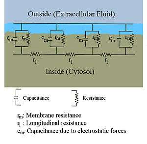A diagram showing the resistance and capacitance across the cell membrane of an axon.  The cell membrane is divided into adjacent regions, each having its own resistance and capacitance between the cytosol and extracellular fluid across the membrane.  Each of these regions is in turn connected by an intracellular circuit with a resistance.