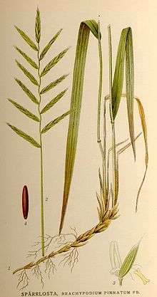  4 parts of the tor grass. (1) a slanted brownish stem with roots that branch off at intervals, and which turns upwards and splits into two further greenish stems. The left, breaking into a more brownish stem near the bottom, continues to the top, where its grass blade folds back down. The other stem is similar, but its grass blade begins further down. (2) A narrow vertical green stem, from which alternating grass heads split out. The top-most grass head is verital. (3) a partially coloured flower, with a creamy stamen emerging from the centre, that is narrow but splits in two at either end. (4) a long and narrow dark brown pod displayed vertically.