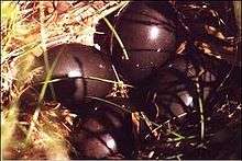 Eggs with glossy, dark purple-brown shells