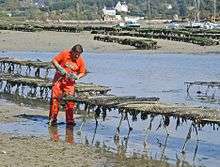 Oyster culture in France