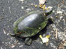 Painted turtle with green slime on its shell, on pebbles, with a couple of leaves on its back. Sun shining.