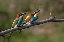 European Bee-eater, Ariège, France. The female (in front) awaits the offering which the male will make.