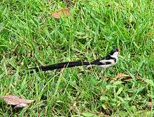 A black and white bird with a red bill and a very long black tail stands on a grassy lawn.