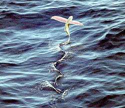 A flying fish soars above the water's surface.