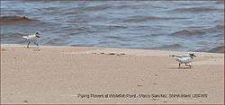 Piping plover at Whitefish Point