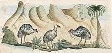 Original drawing of the extinct white gallinule by Arthur Bowes Smyth, surgeon aboard First Fleet ship Lady Penrhyn
