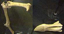 Fragmentary leg and skull bones of a dodo