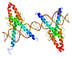 MyoD1 (MYF3)