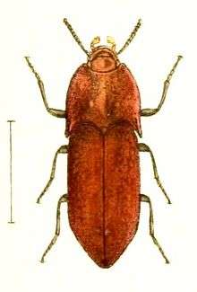 Cook Strait Click Beetle from Waterhouse 1880