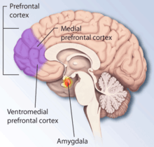 image of stress regions in brain
