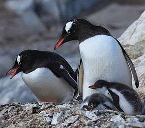 Pair of gentoo penguins with two chicks