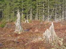 Four large, ragged, weathered stumps, pale with exposure to the elements, in a field of low, reddish vegetation, with evergreens in the background