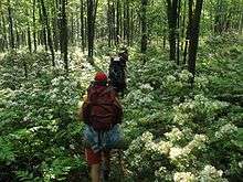 Rear view of four hikers with large backpacks on a narrow trail through green bushes with bright white flowers. There is dappled sunlight and small tree trunks rise in the background.