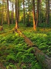 A fallen tree lies in green ferns with sunlit dappled trees behind