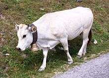 A white cow with a bell on her neck