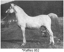 Gray horse with heavy white hair coat, probably taken late fall or winter