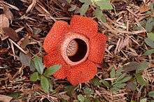 Red flower made of 5 petals surrounding a depressed centre, on the forest floor surrounded by dead leaves and small green plants