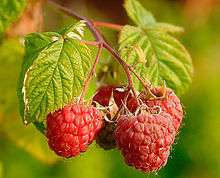 Picture of raspberries.