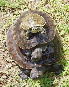 Three turtles of varying sizes stacked on top of each other with the largest at the bottom
