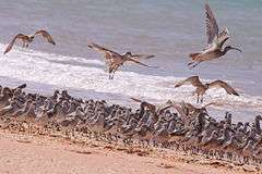 Waders roosting on the beach at high tide