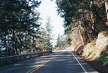 Trees forming a canopy over the Chuckanut Drive highway.