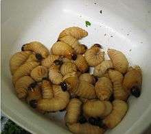 Sago worms in Papua New Guinea