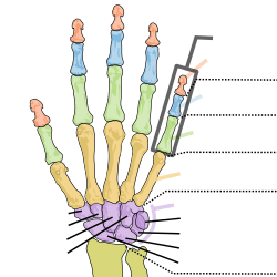 Human left hand bones