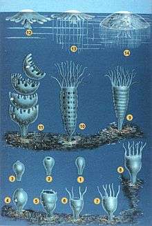 Illustration of two life stages of seven jelly species