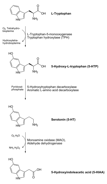  On top an L-tryptophan molecule with an arrow down to a 5-HTP molecule.  Tryptophan hydroxylase catalyses this reaction with help of O2 and tetrahydrobiopterin, which becomes water and dihydrobiopterin. From the 5-HTP molecule goes an arrow down to a serotonin molecule. Aromatic L-amino acid decarboxylase or 5-Hydroxytryptophan decarboxylase catalyses this reaction with help of pyridoxal phosphate. From the serotonin molecule goes an arrow to a 5-HIAA molecule at the bottom ot the image. Monoamine oxidase catalyses this reaction, in the process O2 and water is consumed, and ammonia and hydrogen peroxide is produced.