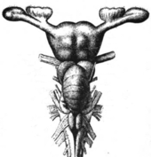 A T-shaped object is made up of the cord at the bottom which feeds into a lower central mass. This is topped by a larger central mass with an arm extending from either side.
