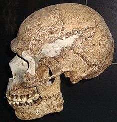 Skull exhibiting a mix of archaic and modern traits.
