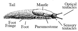 Drawing of slug with labels for the foot (bottom side), the foot fringe that surrounds it, the mantle behind the head, the pneumostome for breathing, and the optical and sensory tentacles