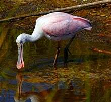 A large pink bird standing in water on thin legs