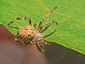Spider Orb weaver Eriophora.jpg