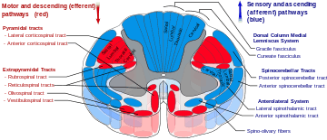 Drawing of cross-section of the spinal cord