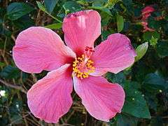 Starr 061223-2694 Hibiscus rosa-sinensis.jpg