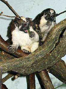 Two small monkeys sit in a tangle of branches.  They are facing forward, showing their dark faces and white bellies.  Their dark hands and feet and some dark fur on their backs are visible, as are reddish triangles of fur on the front of their heads.