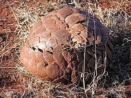 A curled-up pangolin