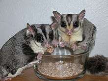 Male and Female Sugar Gliders eating mealworms from a bowl