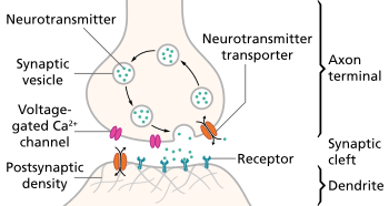 The pre- and post-synaptic axons are separated by a short distance known as the synaptic cleft. Neurotransmitter released by pre-synaptic axons diffuse through the synaptic clef to bind to and open ion channels in post-synaptic axons.