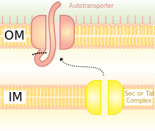 Autotransporter System