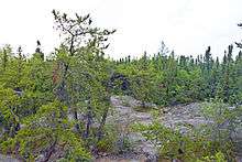 Evergreen trees growing on a grayish rock base. A relatively open and undulating area gives way to denser forest in the background