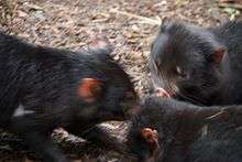 Three Tasmanian devils standing on bark chips huddled with their heads close together.